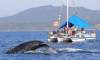 Puerto Vallarta whale watching nov-march