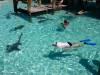 Bahamas exuma swim with sharks